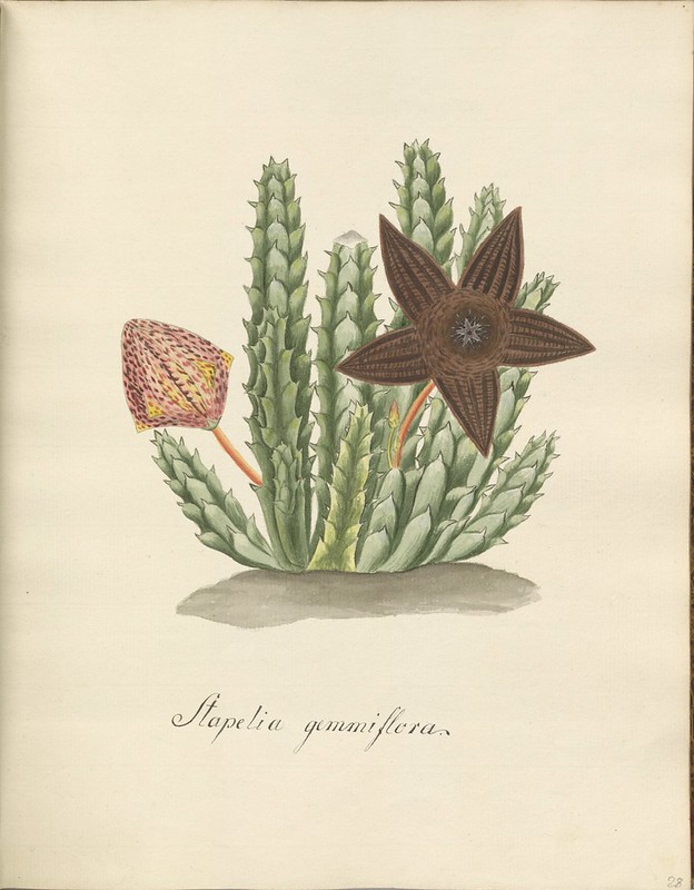 succulent species book preliminary sketch