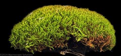 no vascular system small plants 


i.e. mosses