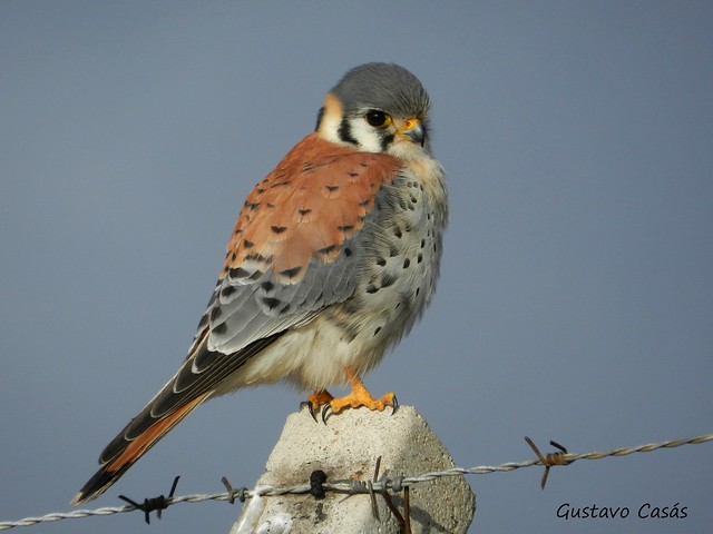 Halconcito Común (Falco sparverius)