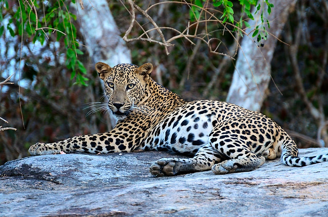 Sri Lankan Leopard - Male (Panthera pardus kotiya) Image 2