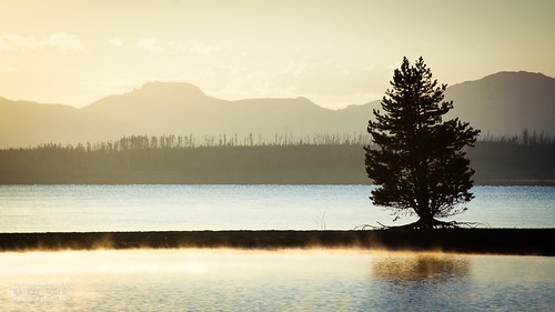 morning usa lake reflection tree america sunrise yellowstonenationalpark yellowstone wyoming
