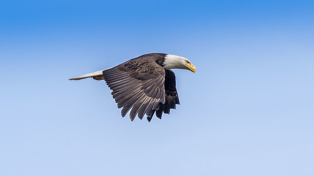 Bald Eagle