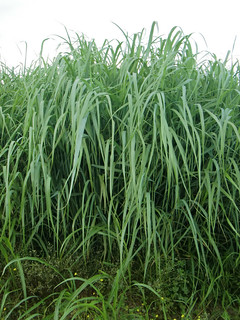 Picture of Switchgrass