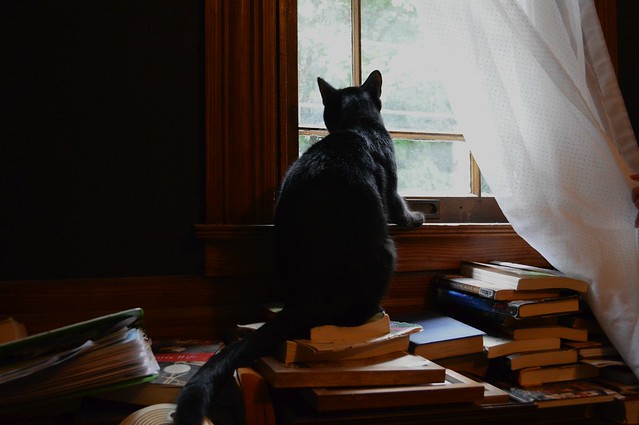 Cat Books Window