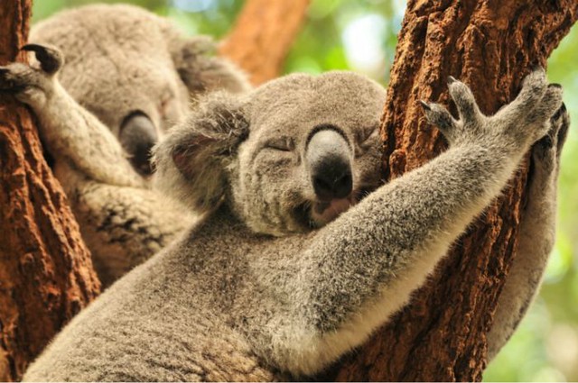 1_koalas-diarioecologia.jpg