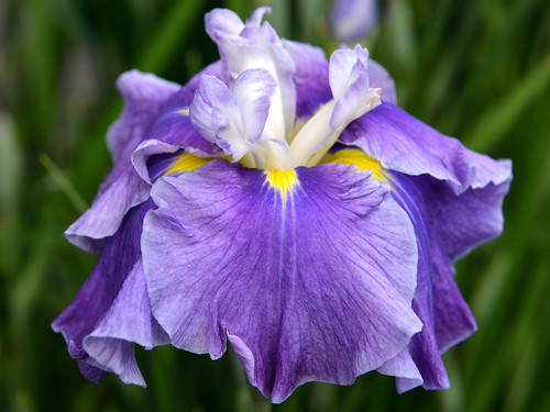 Iris ensata 'Cascade Crest'
