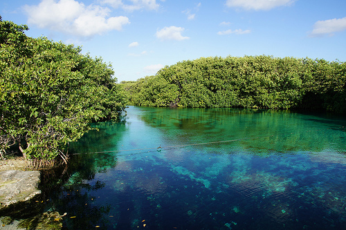 紅樹林能夠減輕洪水、海浪衝擊，同時也是許多近海魚類的生育地。作者：brongaeh；取自：https://www.flickr.com/photos/brongaeh/7171067638/，本圖符合CC授權。