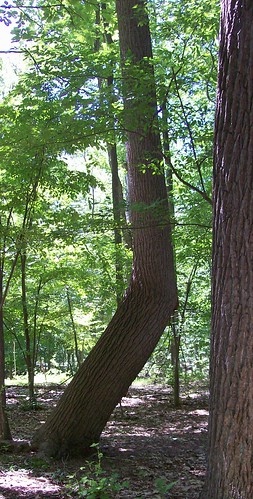crooked tree