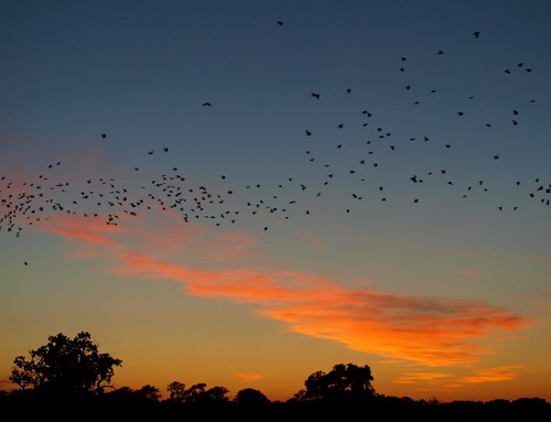 trees sunset sky colour birds silhouette clouds landscape cumbria crows