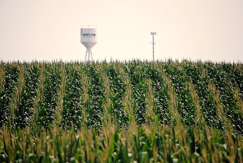 illinois corn cornfield midwest unitedstates farm farming richmond il mchenrycounty richmondil richmondillinois
