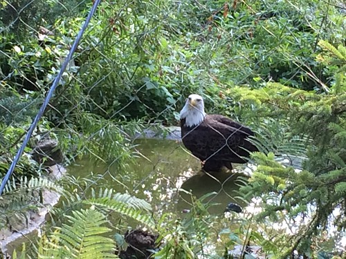 Bald Eagle #ZooAmerica