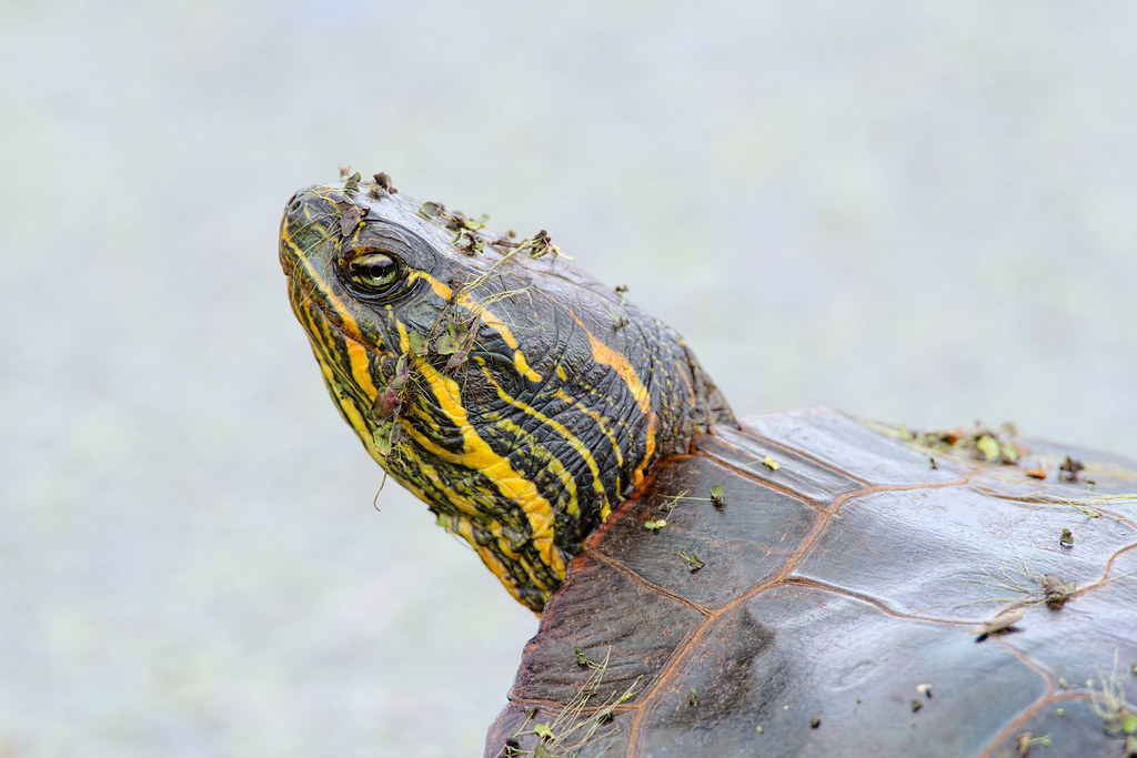 A close look at the face of a western painted turtle enjoying a spring afternoon in the Pacific Northwest.