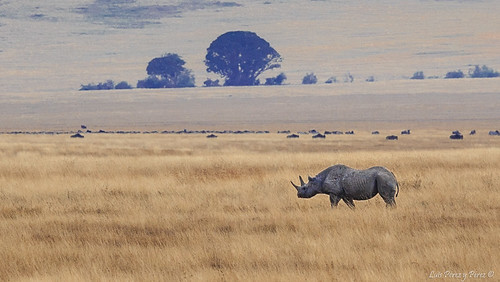 africa fauna tanzania rhino bigfive rinoceronte 2014 regióndearusha