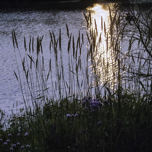 sunset reflection water raw bokeh shoreline grasses muskoka toned deerhurstresort lr5