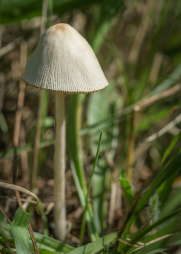 france macro photographie fungi été champignon saison leslandes sabres aquitaine basidiomycete mycota mycètes régnedesmycotaetdesfungi