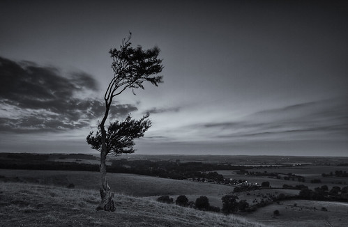 bw tree canon beds bedfordshire 7d lone nik tamron pegsdonhills 1024mm silverefexpro2