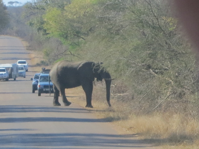 Cuatro Días Por El Sur De Kruger. - Sudáfrica 2014: Ballenas Y 8 Días En Kruger (29)