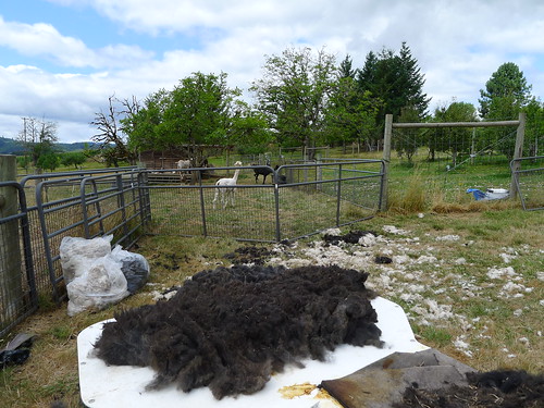Shearing Alpacas