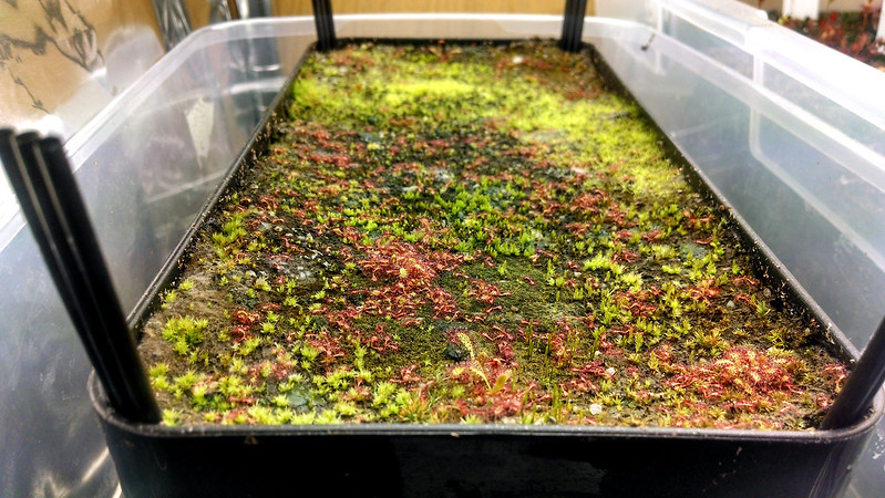 Drosera capensis windowbox full of moss.