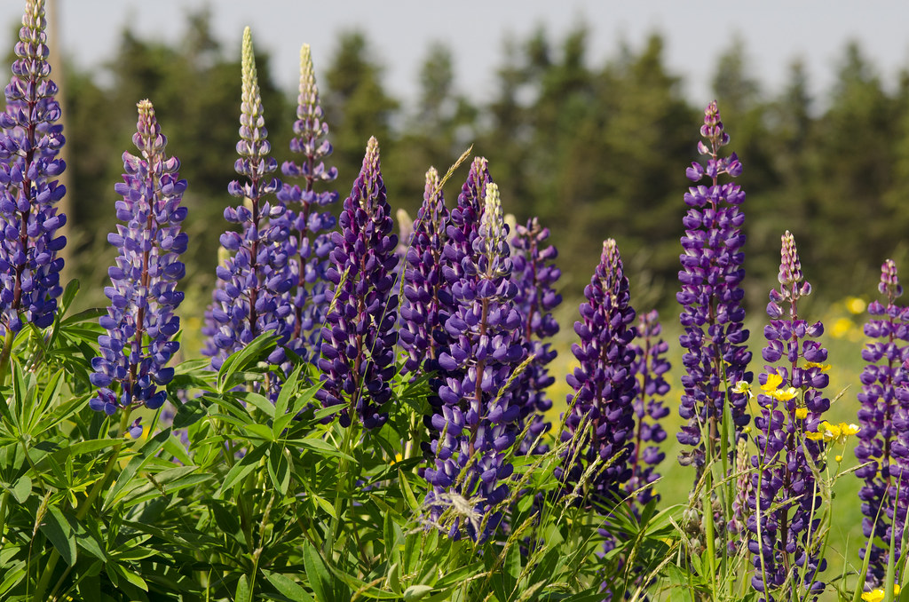 lupines 3
