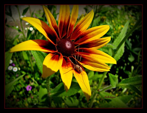 flower yellow garden insect spider burgandy daddylonglegs rhudbeckia