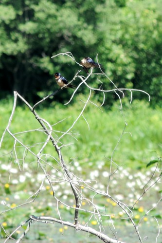#71 Barn Swallow (Hirundo rustica)