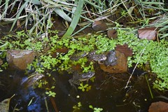 Frogs a plenty - Photo of Massignac