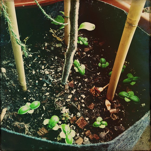Basil seedlings