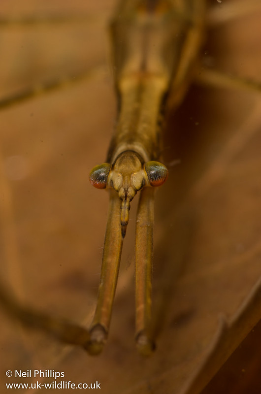 water stick insect close up-3