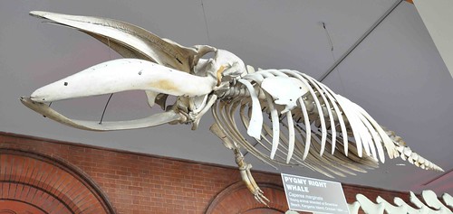 彼得潘鯨魚（小露脊鯨）的骨骼懸吊標本。作者攝於澳洲阿得萊德（Adelaide, Australia）的南澳博物館（South Australian Museum）。