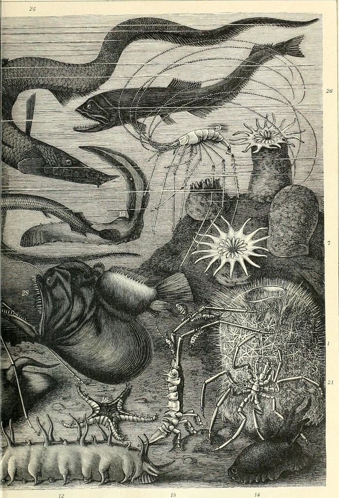 Image from page 963 of "Brockhaus' Konversations-Lexikon" (1892)