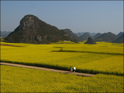 china flowers yellow fleurs jaune champs tourists hills fields 中国 yunnan chine rapeseed collines colza 云南 luoping touristes 罗平 sonynex6