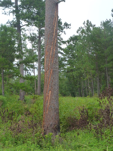 One of several trees we saw at Tall Timbers that had been struck in a recent lightning storm. Strikes like these used to spark massive fires that kept the 90 million acre coastal plain forest healthy.
