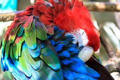 Macaw at Branfere - Photo of Berric
