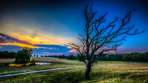 life morning blue trees tree colors grass yellow sunrise landscape denmark death sealand dyrehaven