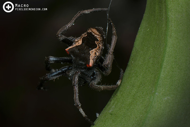 Orb Weaver Spider- Parawixia sp. ♀