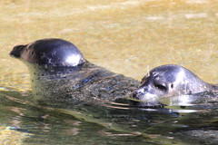 Seals at Branfere - Photo of Berric