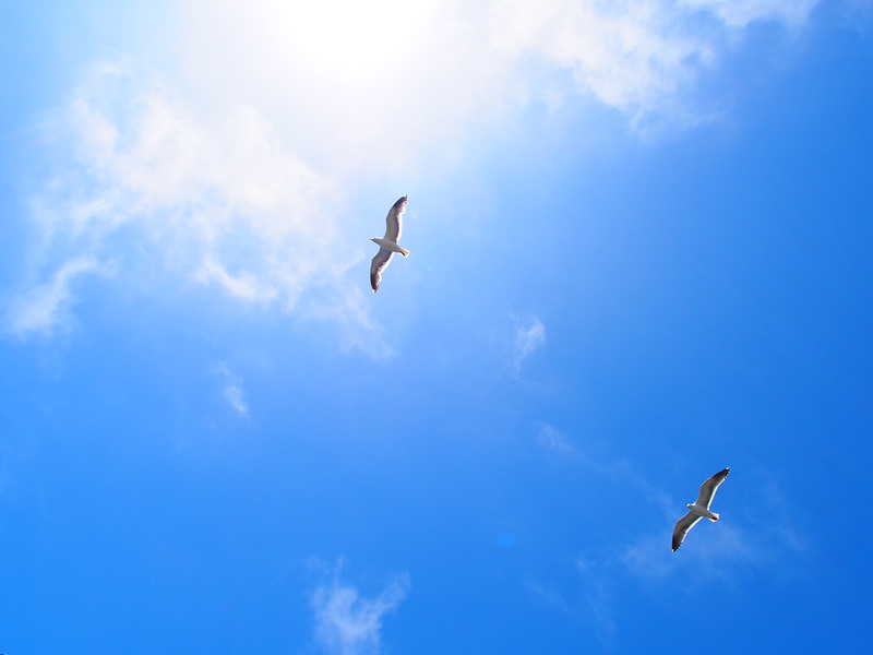 Jay birds in the sky