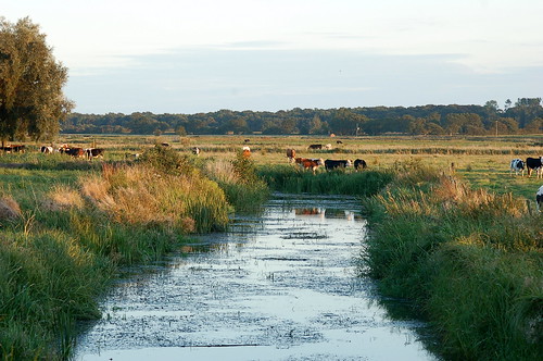 cattle pasture marshes beefcattle