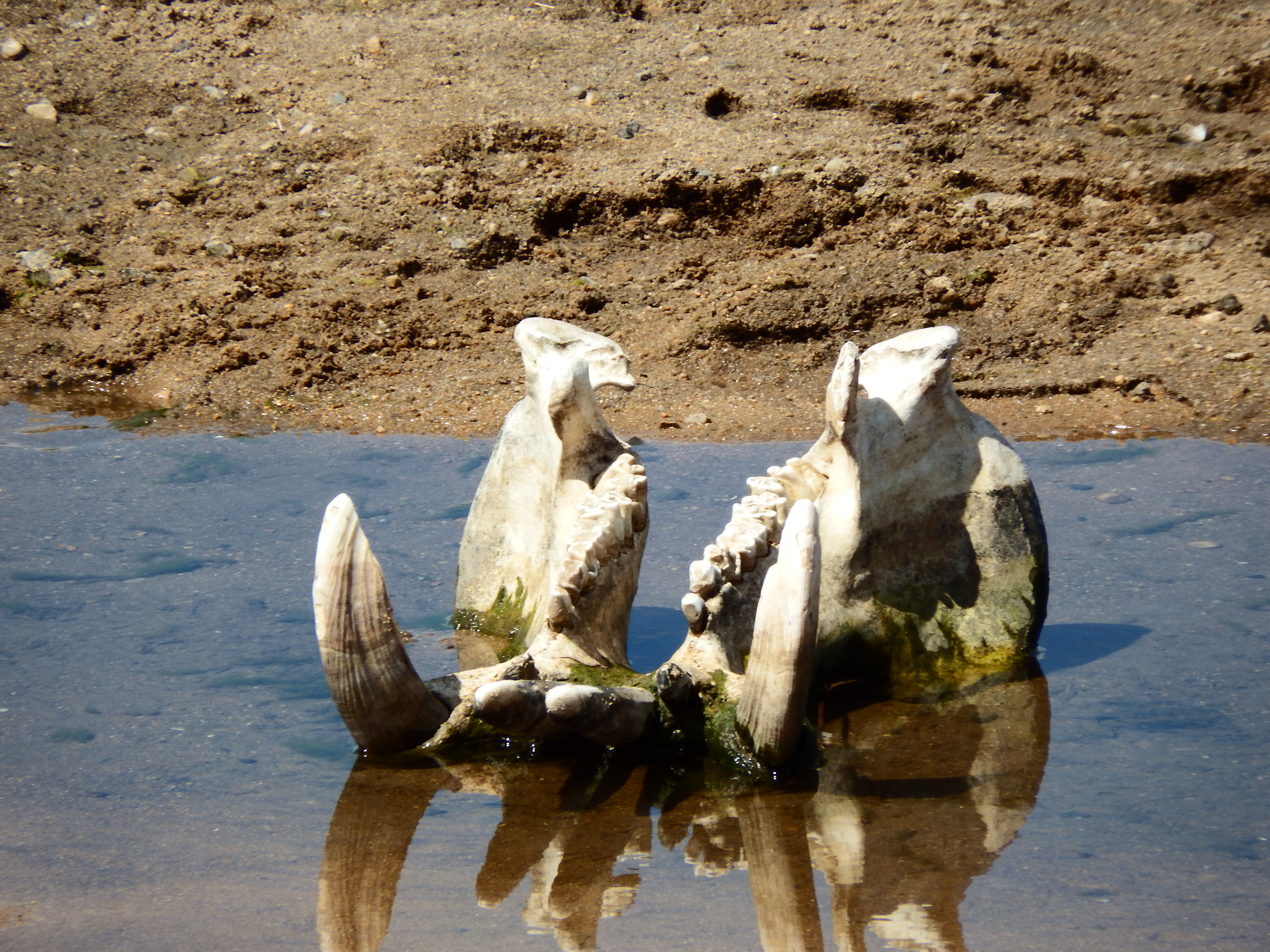 Cuatro Días Por El Sur De Kruger. - Sudáfrica 2014: Ballenas Y 8 Días En Kruger (8)