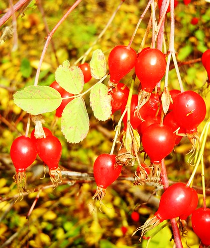 High in vitamin C, rose hips are an important food source for forest birds and mammals. (U.S. Forest Service/ Edna Rey-Vizgirdas)  