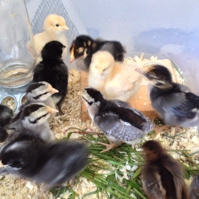 These girls are moving up to a larger brooder, also.