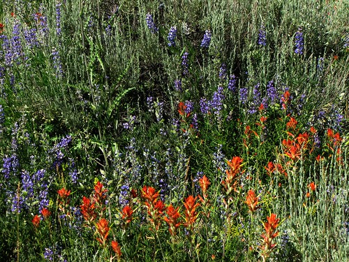 flowers rural colorado wildflowers grandmesa landsendroad