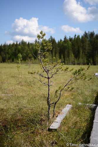 tree nature finland nikon fi ruovesi siikaneva pirkanmaa d7100 soidensuojelualue