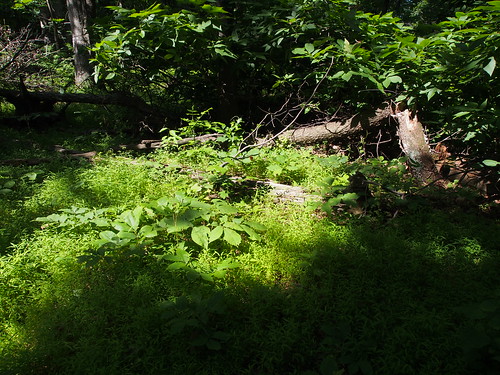 hardwood forest with storm damage