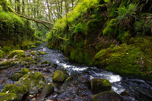 green water woodland river landscape vanishingpoint nationalpark stream devon ravine brook ferns dartmoor mossy venford