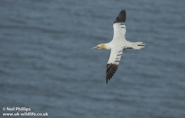 gannet flight