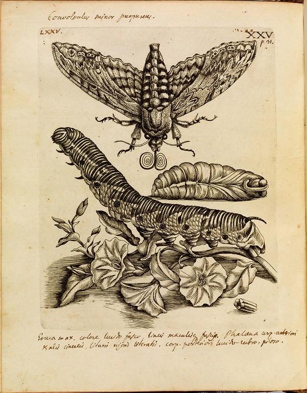 historical science B+W + colour engravings-illustrations of butterflies, bees, moths + plants + flowers in-situ (1700s)
