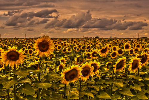 portrait europa hungary blumen sunflowers sunflower schwarzweiss ungarn hdr personen magyarország sonnenblumen portré naturaufnahmen dombóvár tolnau sonnenblumenapraforgó