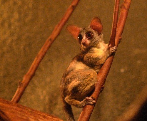 bushbaby clings to a stick, while it surveys the cage with big eyes and floppy ears
